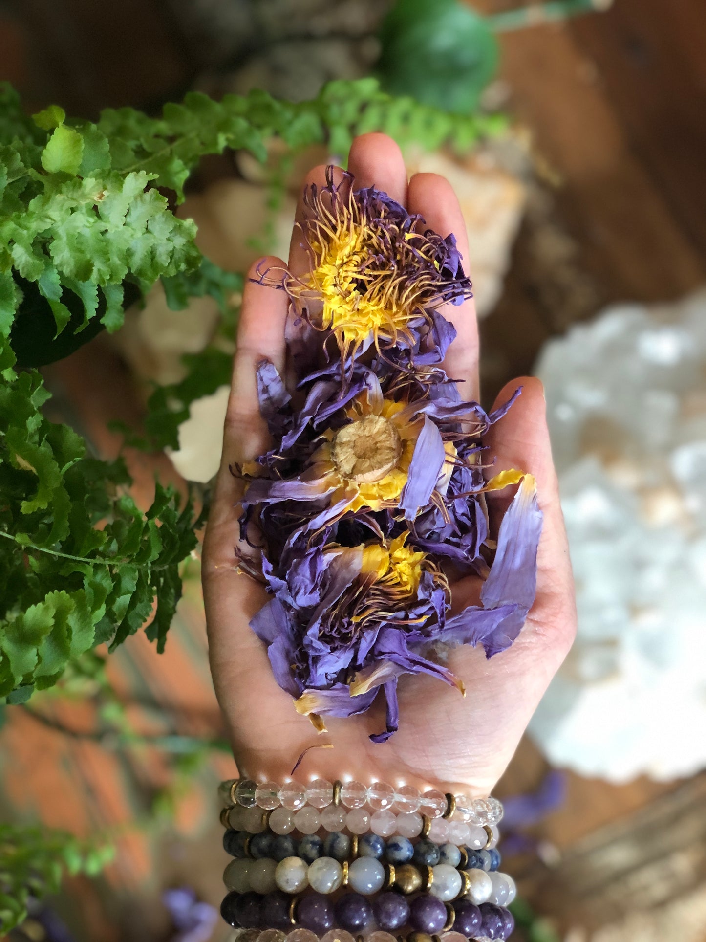 Botanicals - Blue Lotus