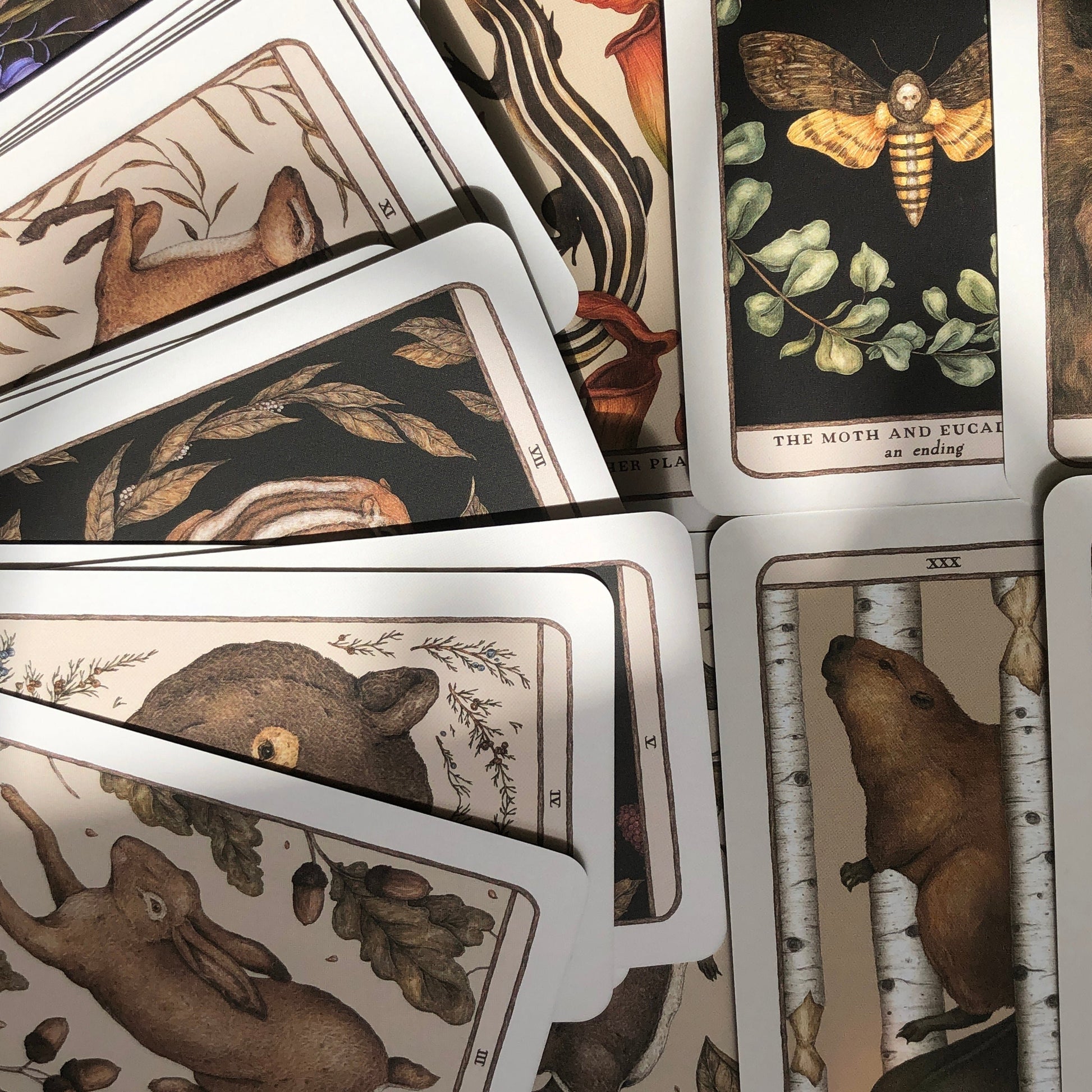 Woodland Wardens Oracle - Shakti