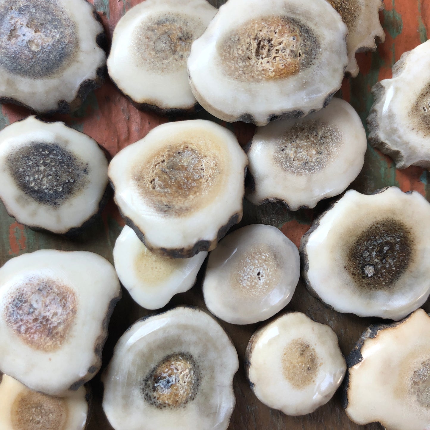 Antler Carvings, Cabochon