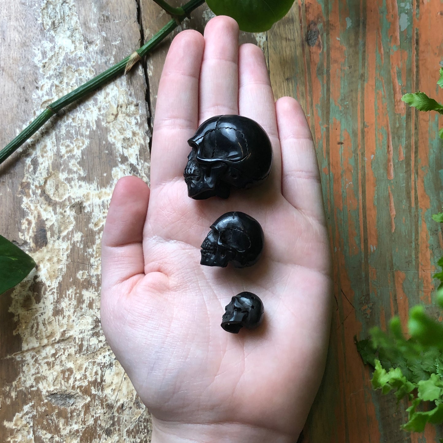 Horn Carvings, Skull - Shakti