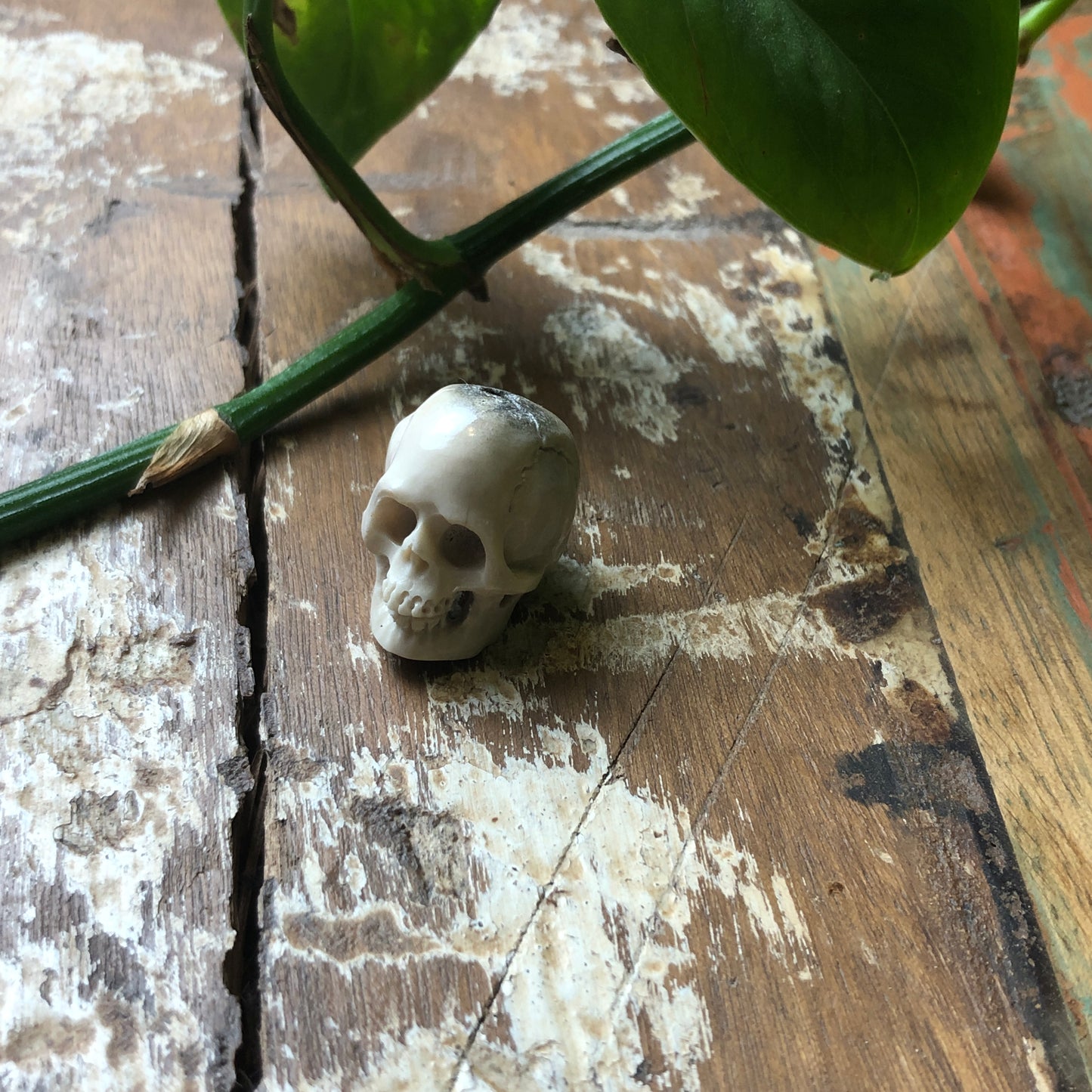 Antler Carvings, Skull - Shakti