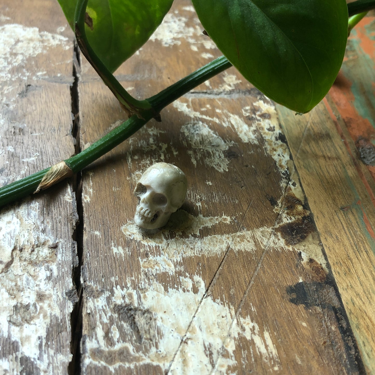 Antler Carvings, Skull - Shakti
