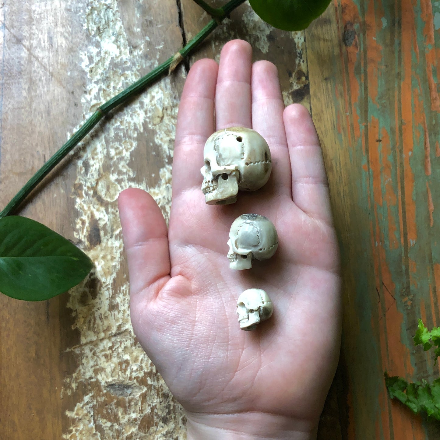 Antler Carvings, Skull - Shakti