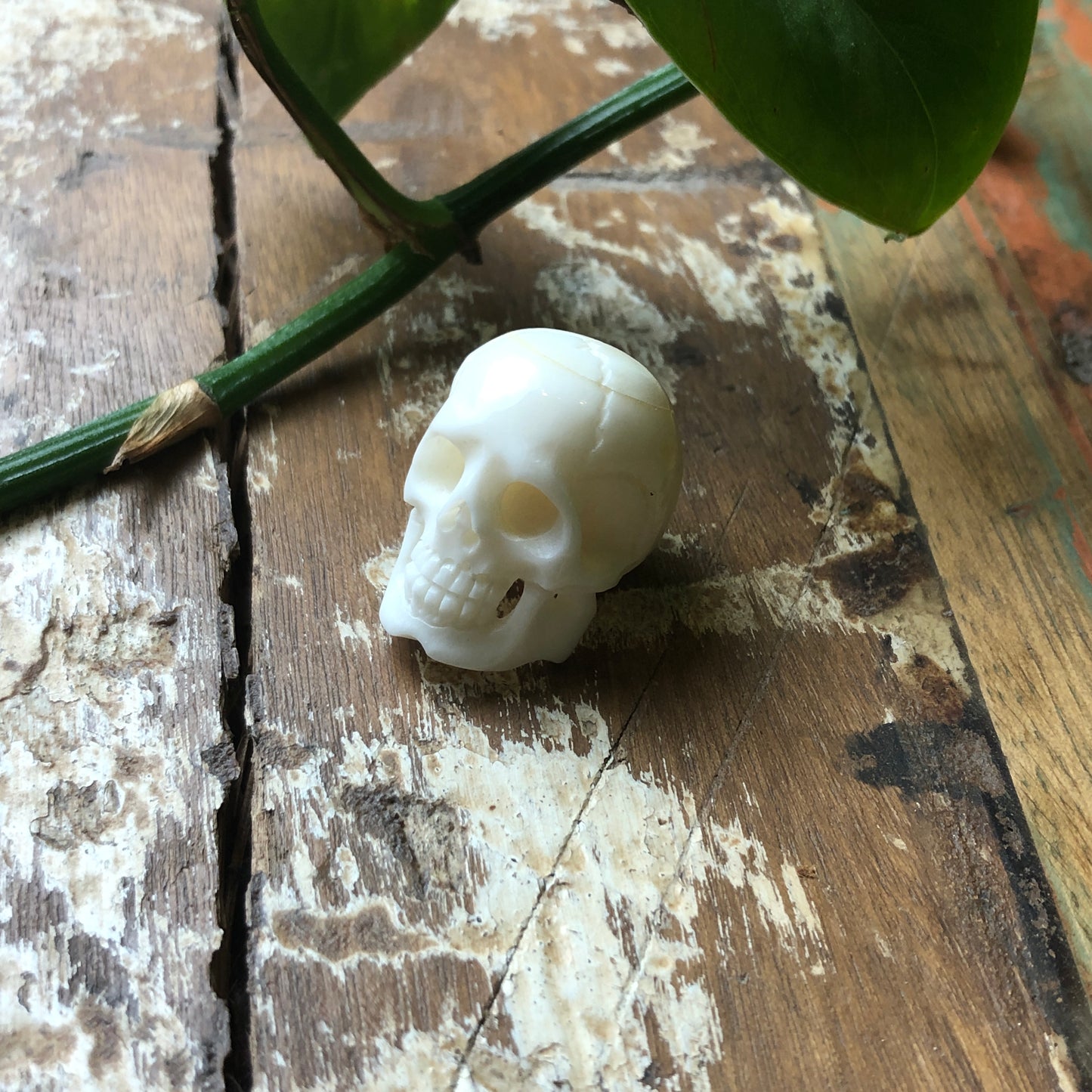 Bone Carvings, Skull - Shakti