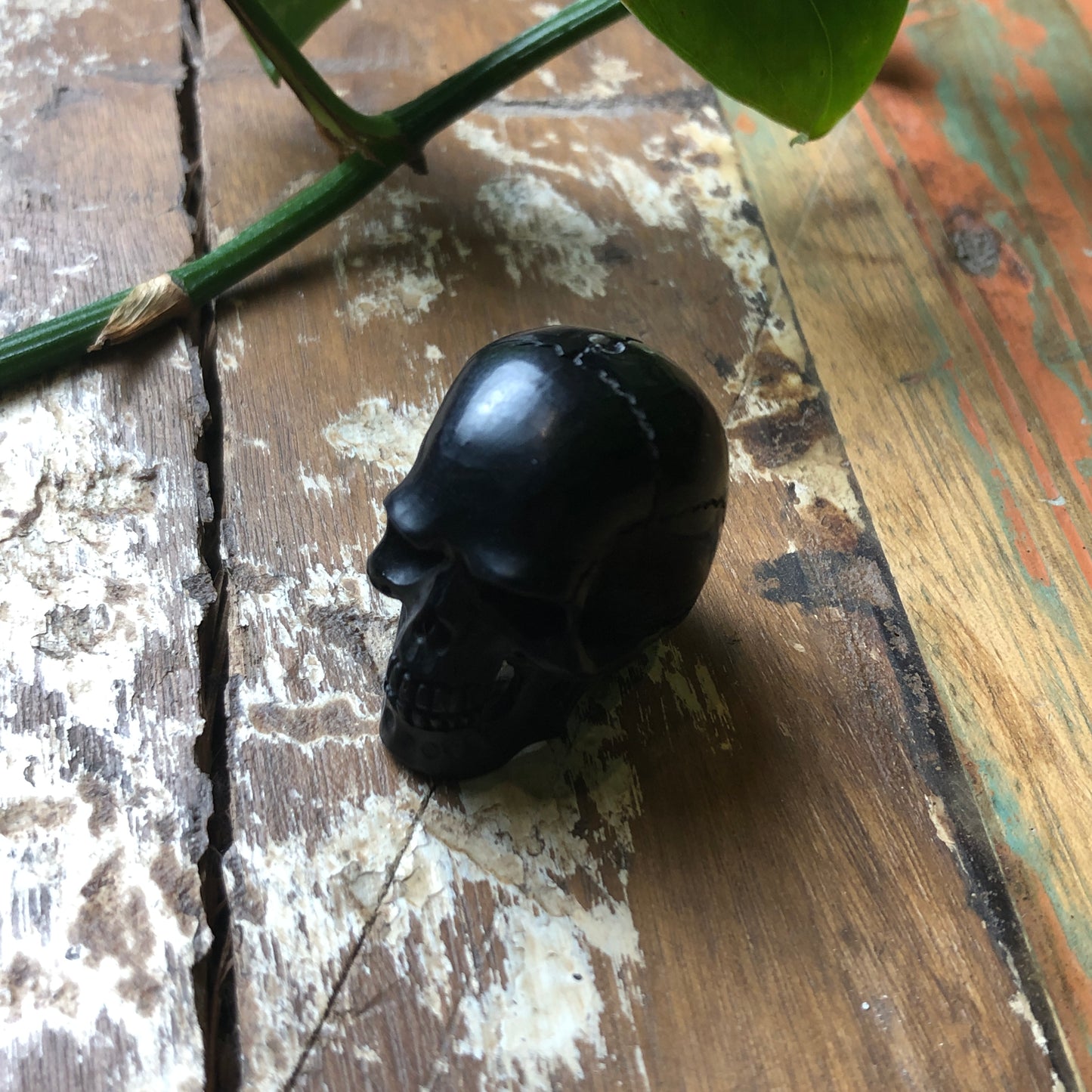 Horn Carvings, Skull - Shakti