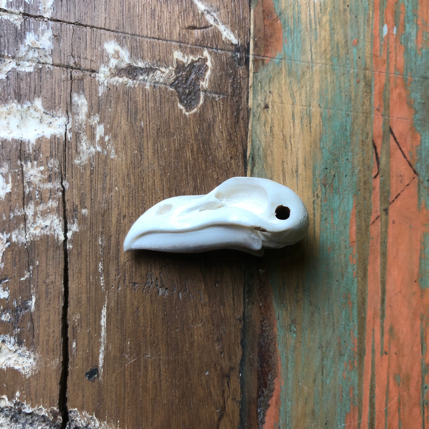 Antler Carvings, Crow Skull - Shakti