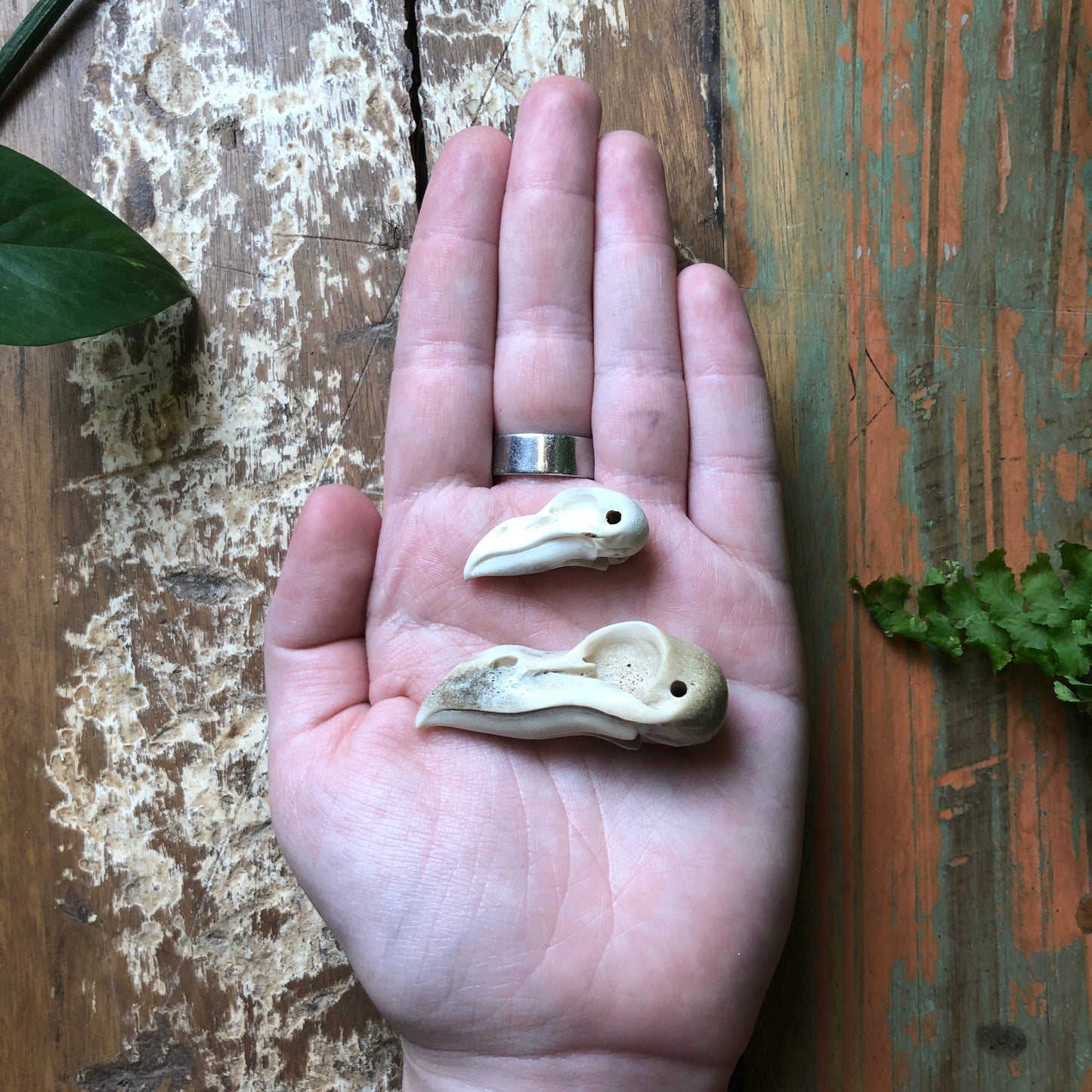 Antler Carvings, Crow Skull - Shakti