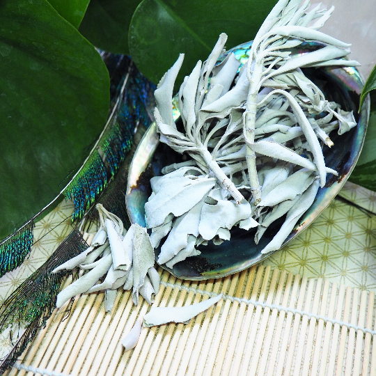White Sage - Shakti