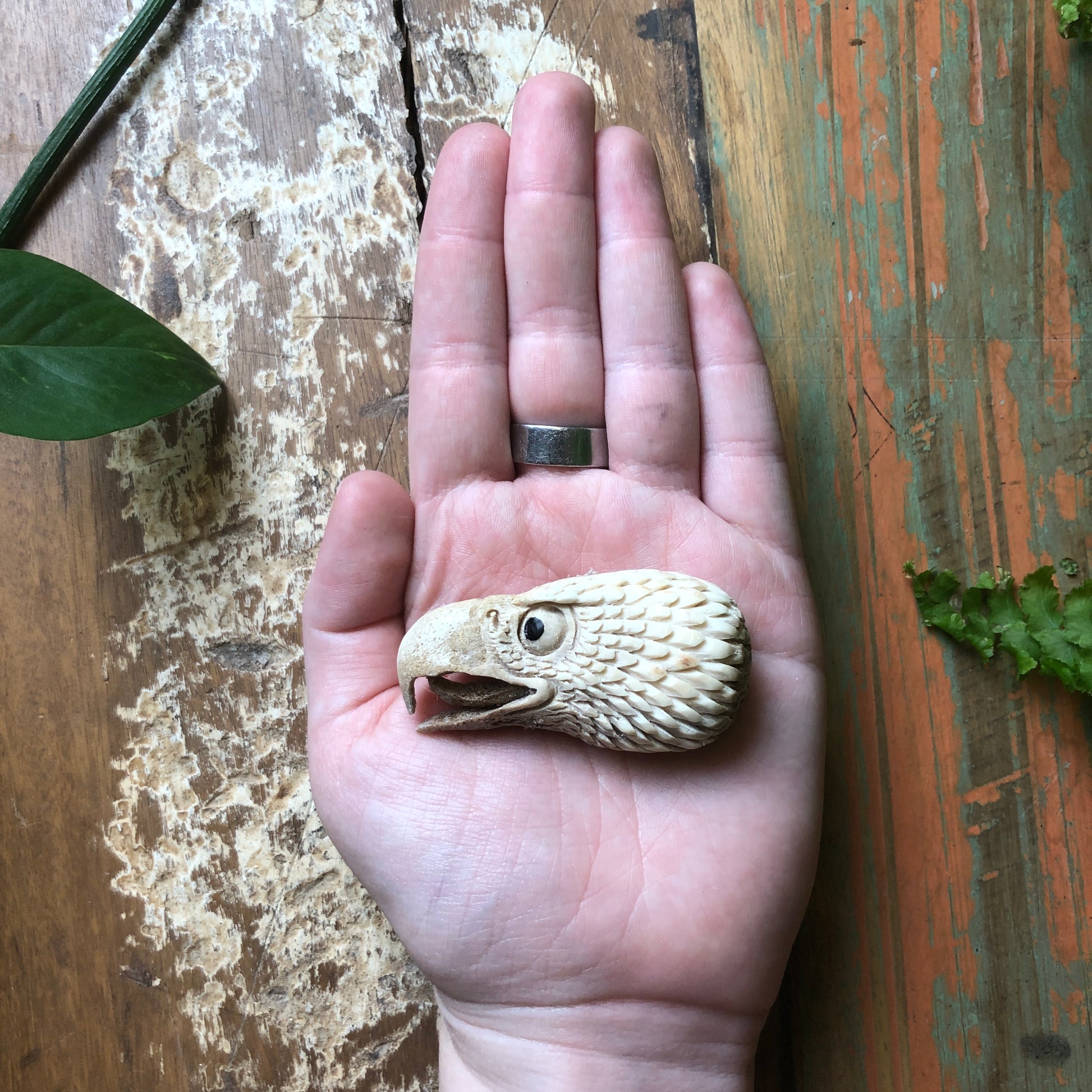 Antler Carvings, Eagle Head - Shakti