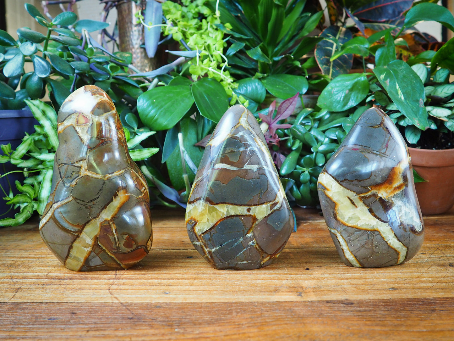 Septarian/Calcite Free Forms - Shakti