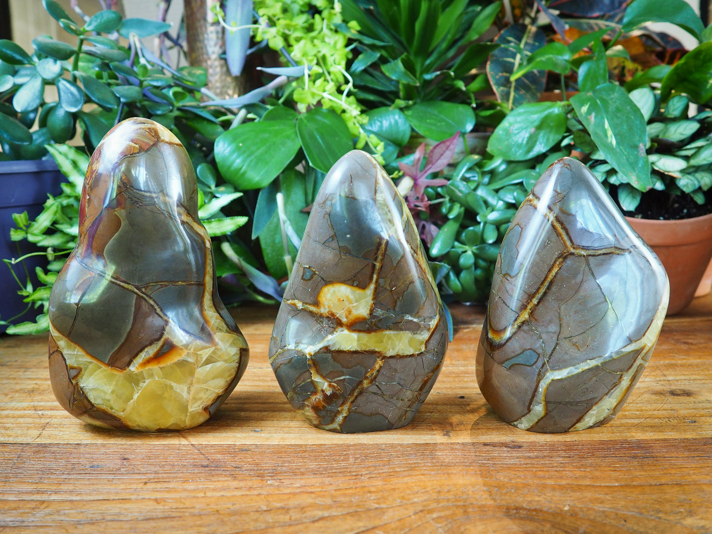 Septarian/Calcite Free Forms - Shakti