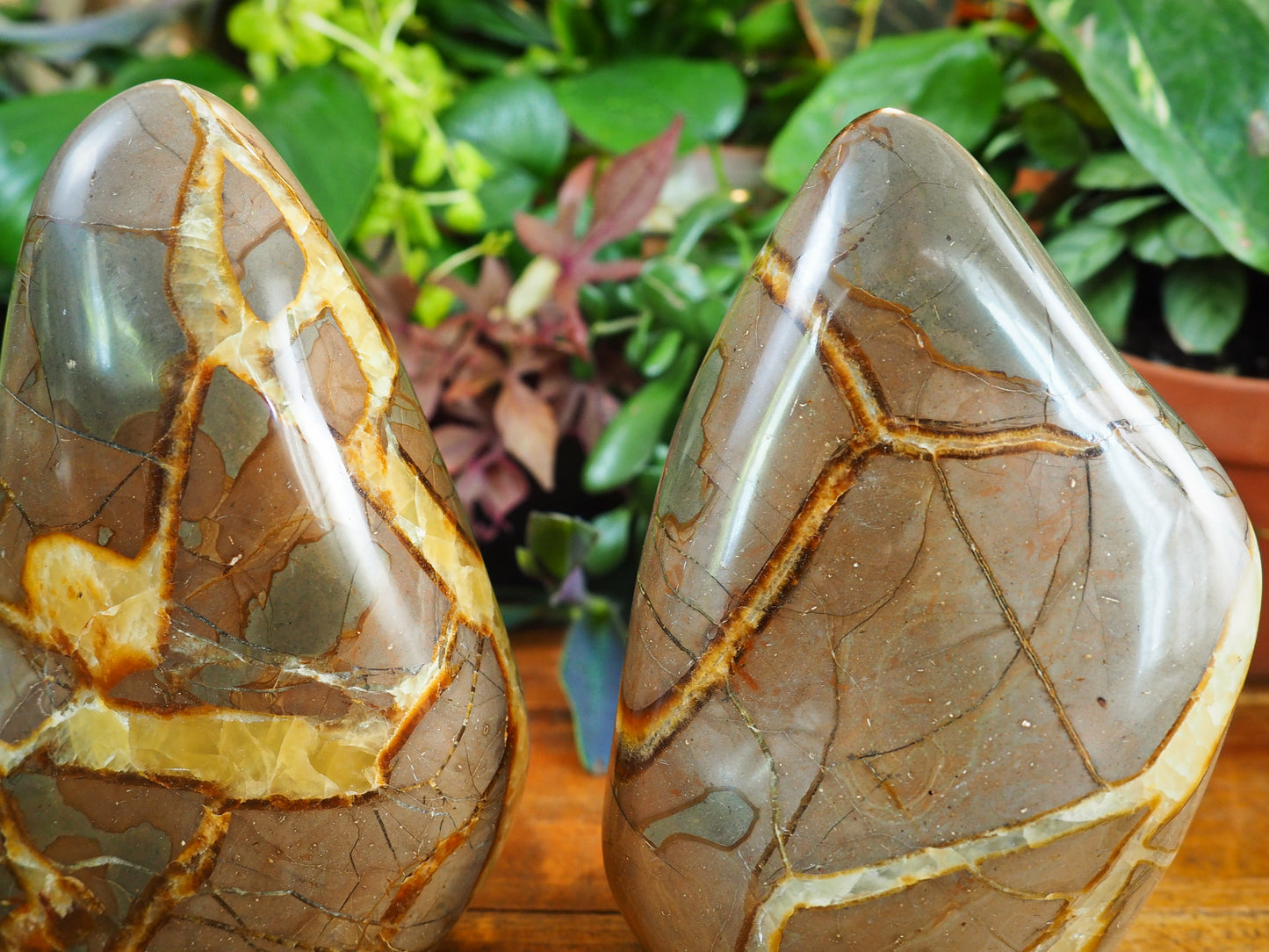 Septarian/Calcite Free Forms - Shakti
