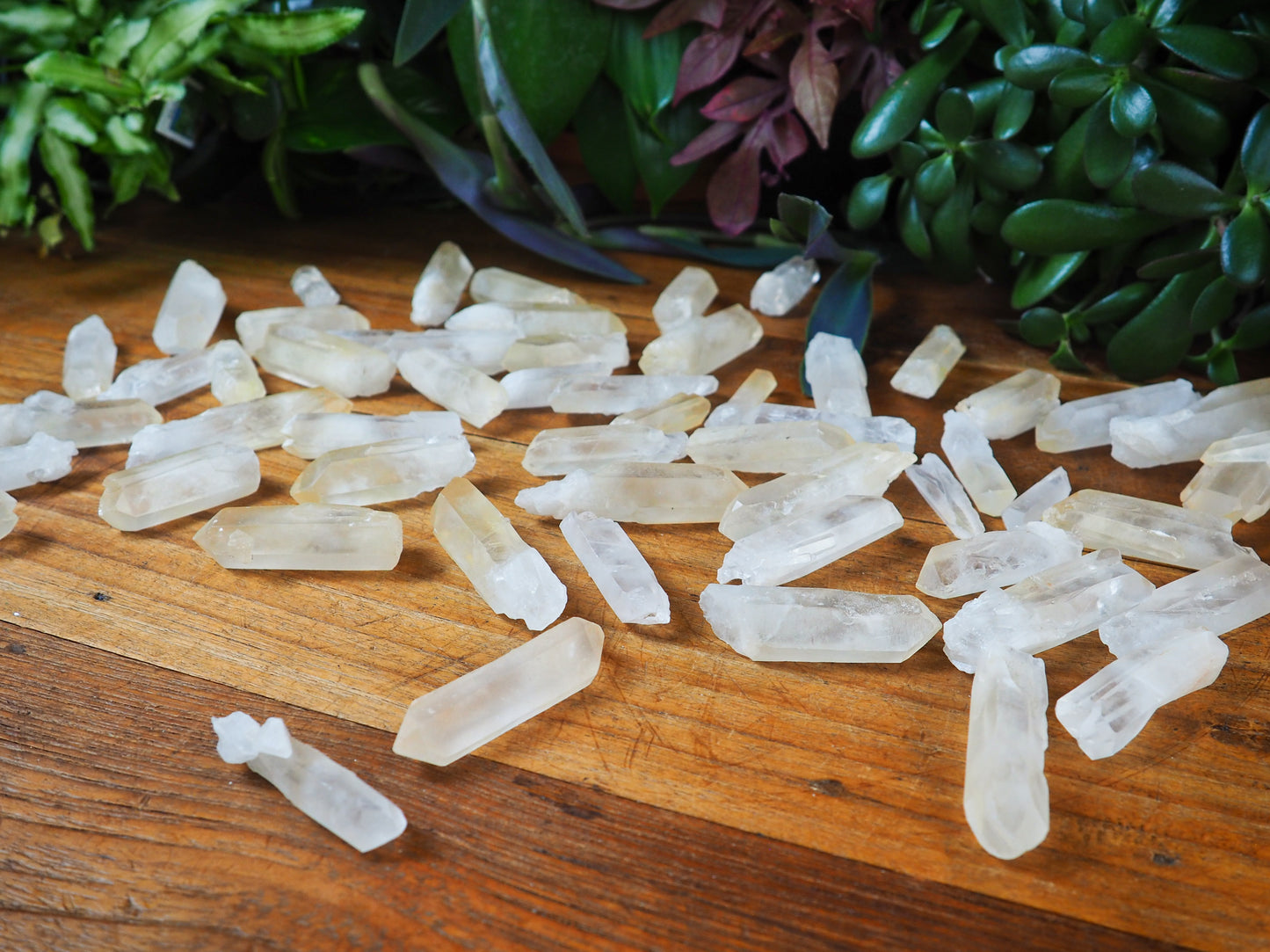 Lemurian Seed Quartz Points - Shakti
