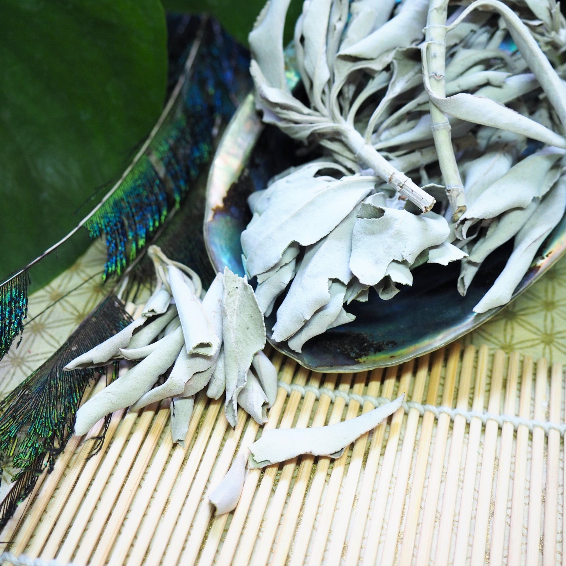 Abalone Shell Smudging Bowl - Shakti