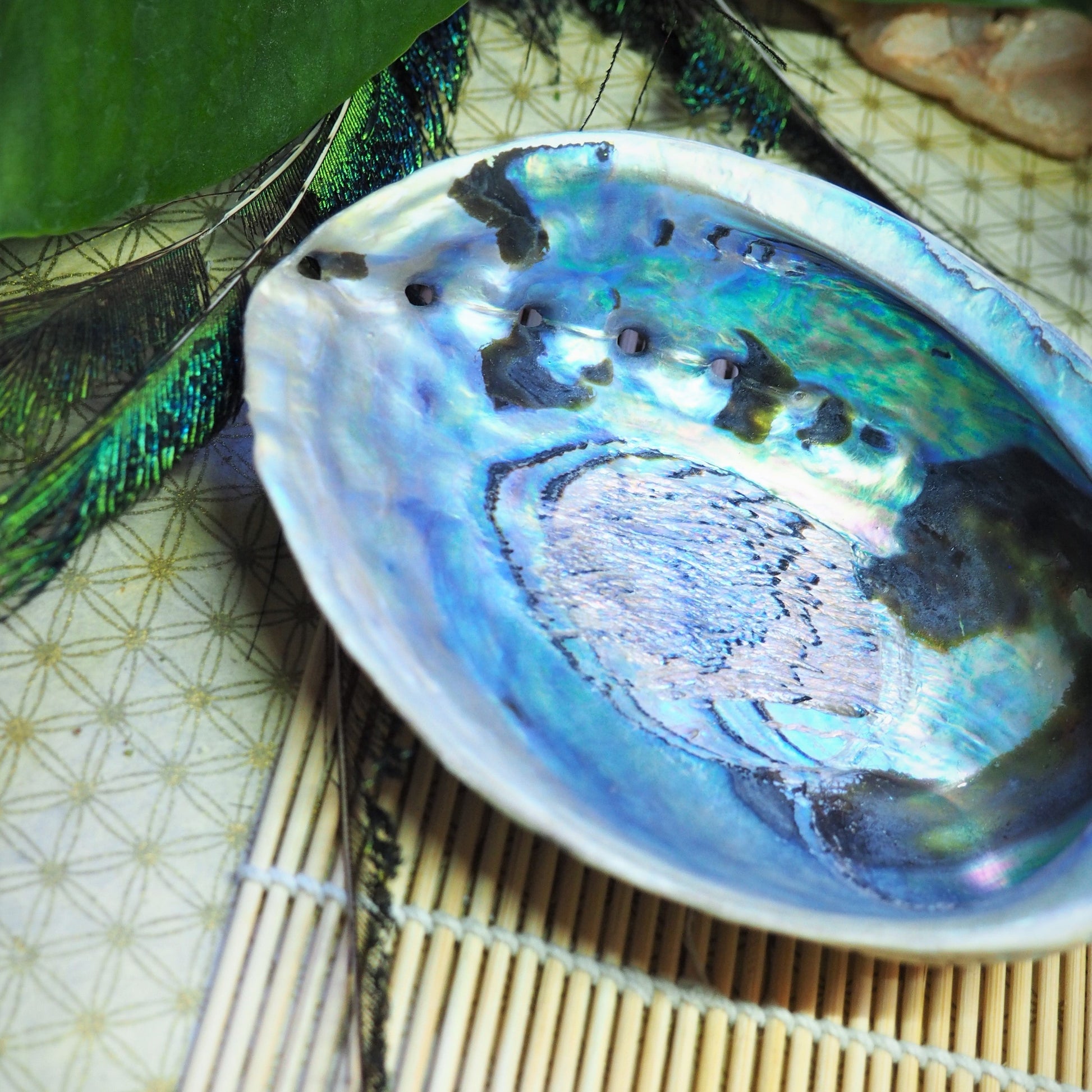 Abalone Shell Smudging Bowl - Shakti