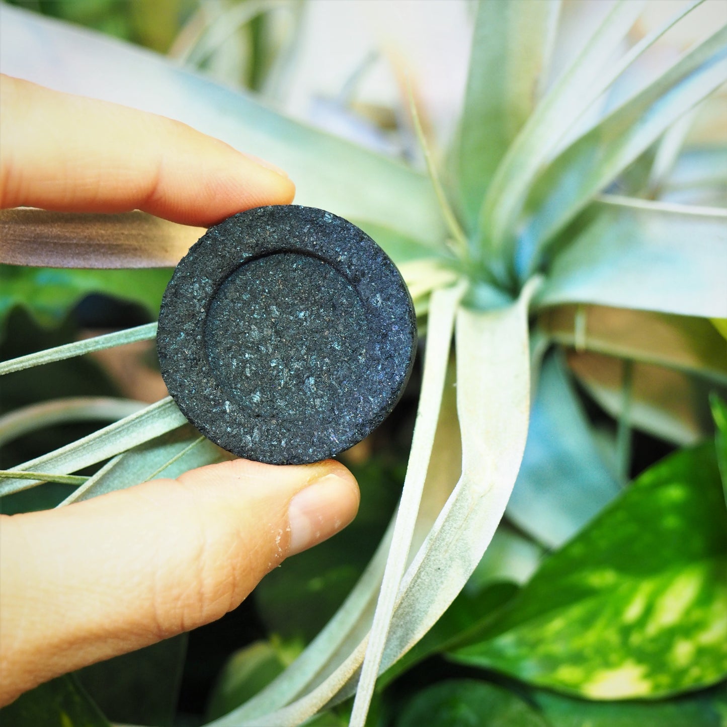 Charcoal - Discs - Shakti