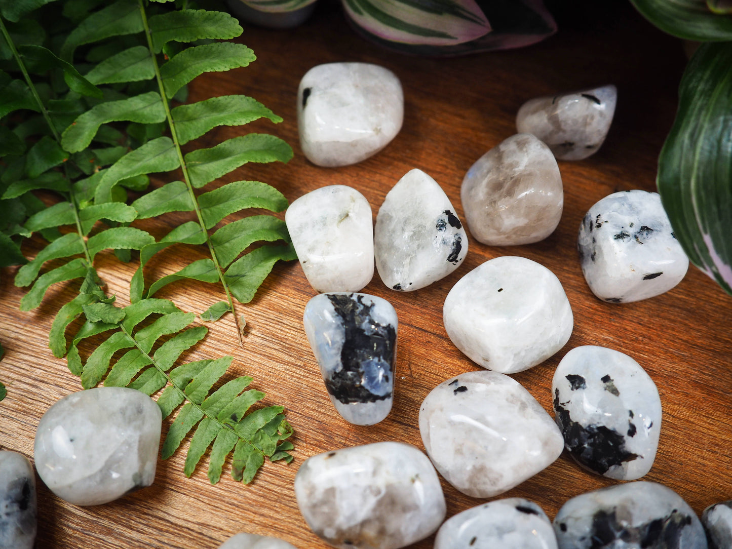 Rainbow Moonstone Tumble Stones - Shakti