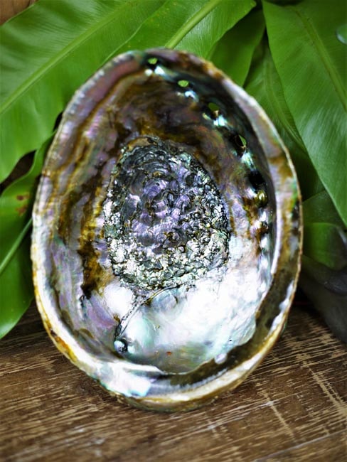 Abalone Shell Smudging Bowl - Shakti
