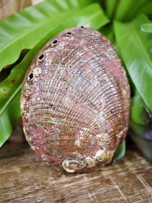 Abalone Shell Smudging Bowl - Shakti