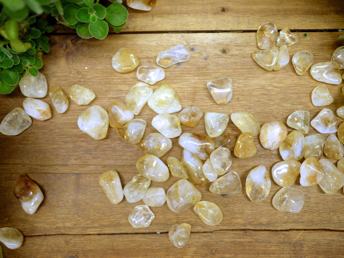 Citrine Tumble Stones - Shakti