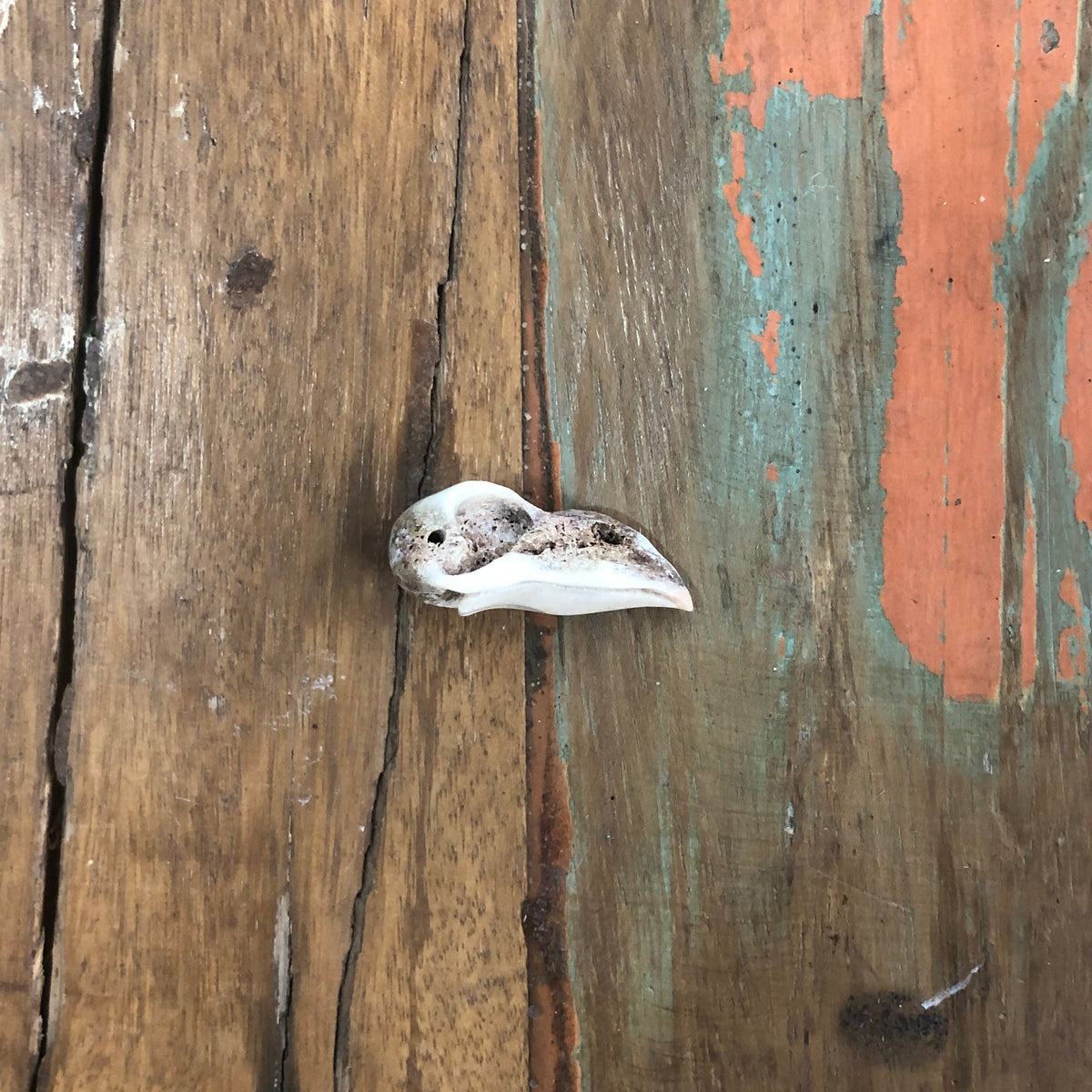 Antler Carvings, Crow Skull
