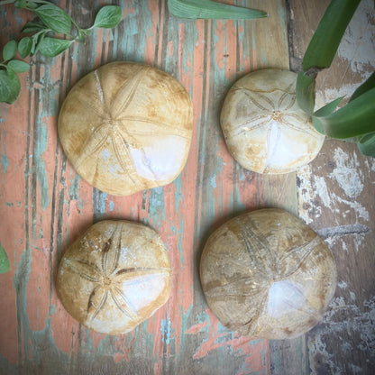 Sand Dollar Fossils - Shakti