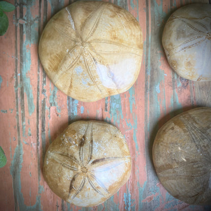 Sand Dollar Fossils - Shakti