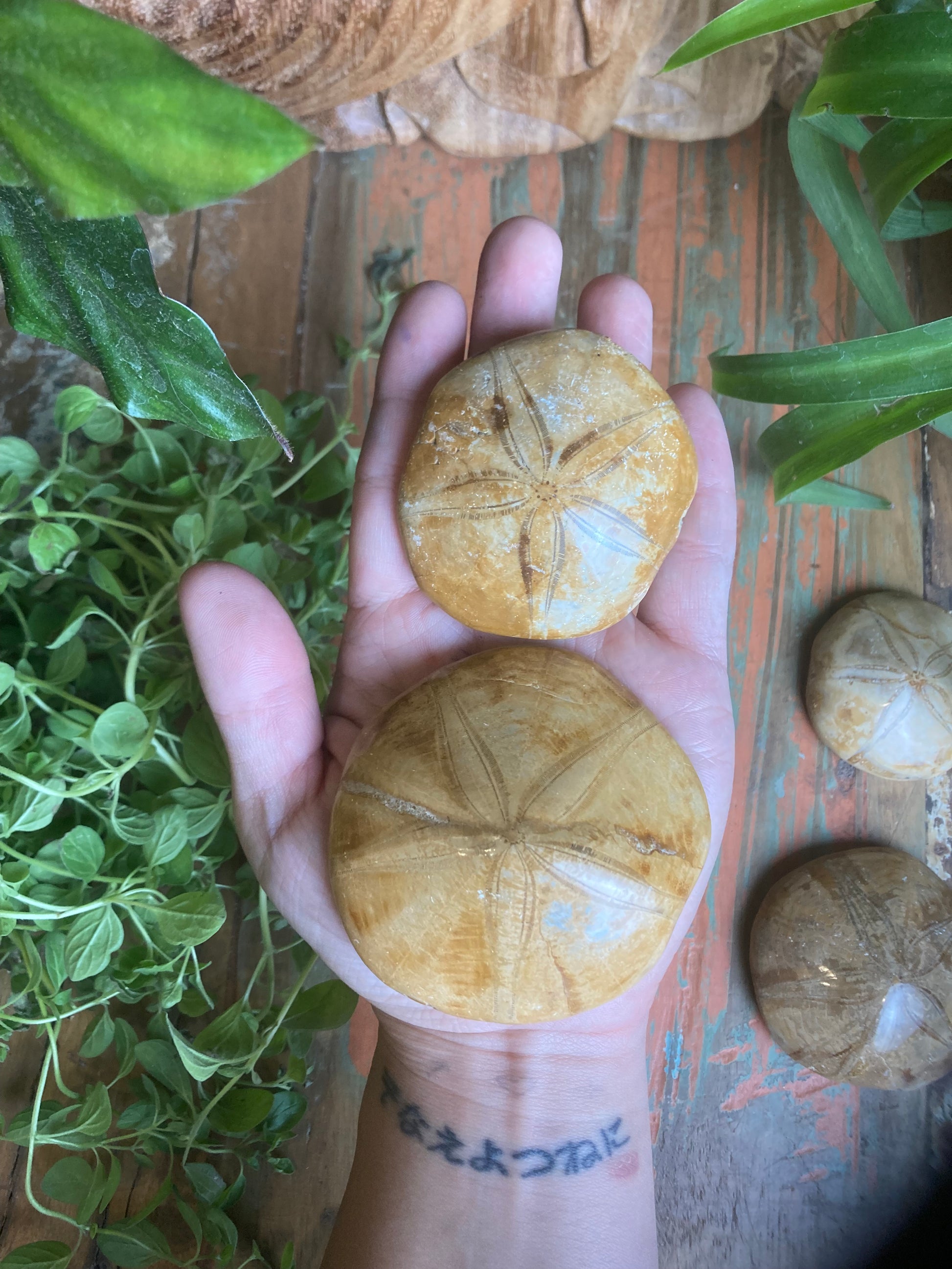 Sand Dollar Fossils - Shakti