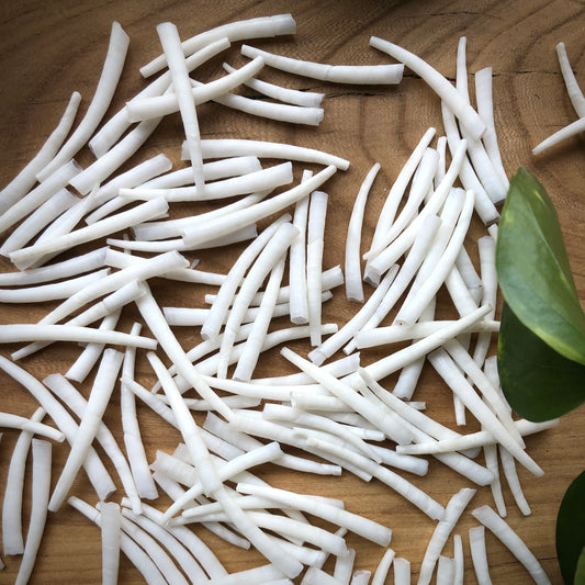 Dentalium Shells, Polished