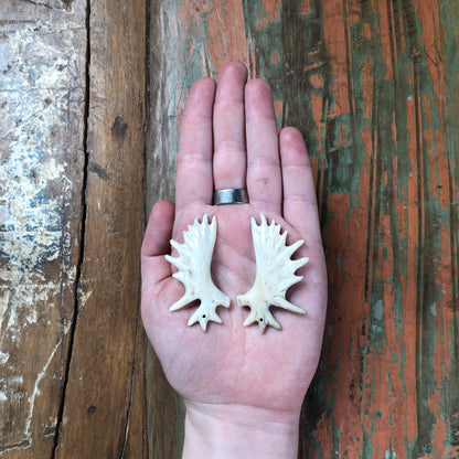 Antler Carvings, Antlers