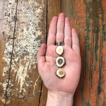 Antler Carvings, Cabochon