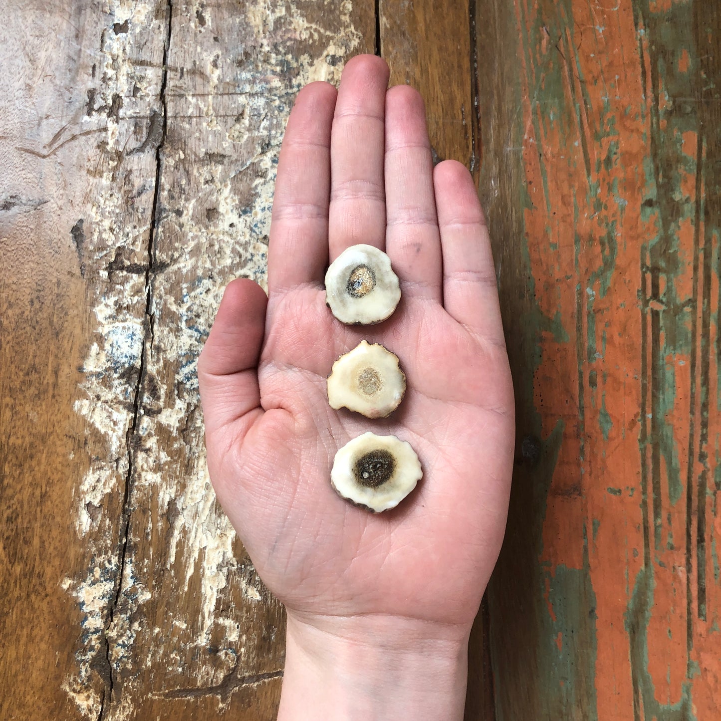 Antler Carvings, Cabochon