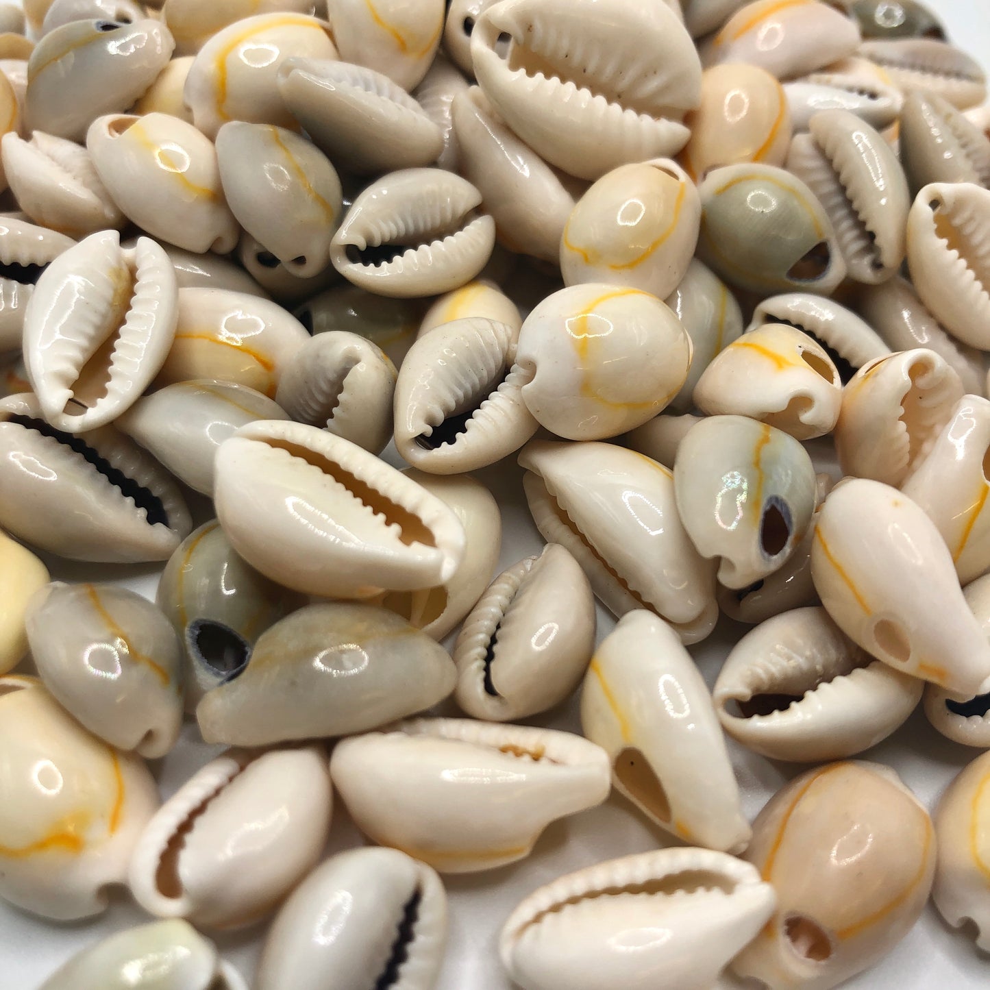 Cowrie Shells