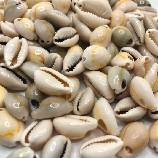 Cowrie Shells