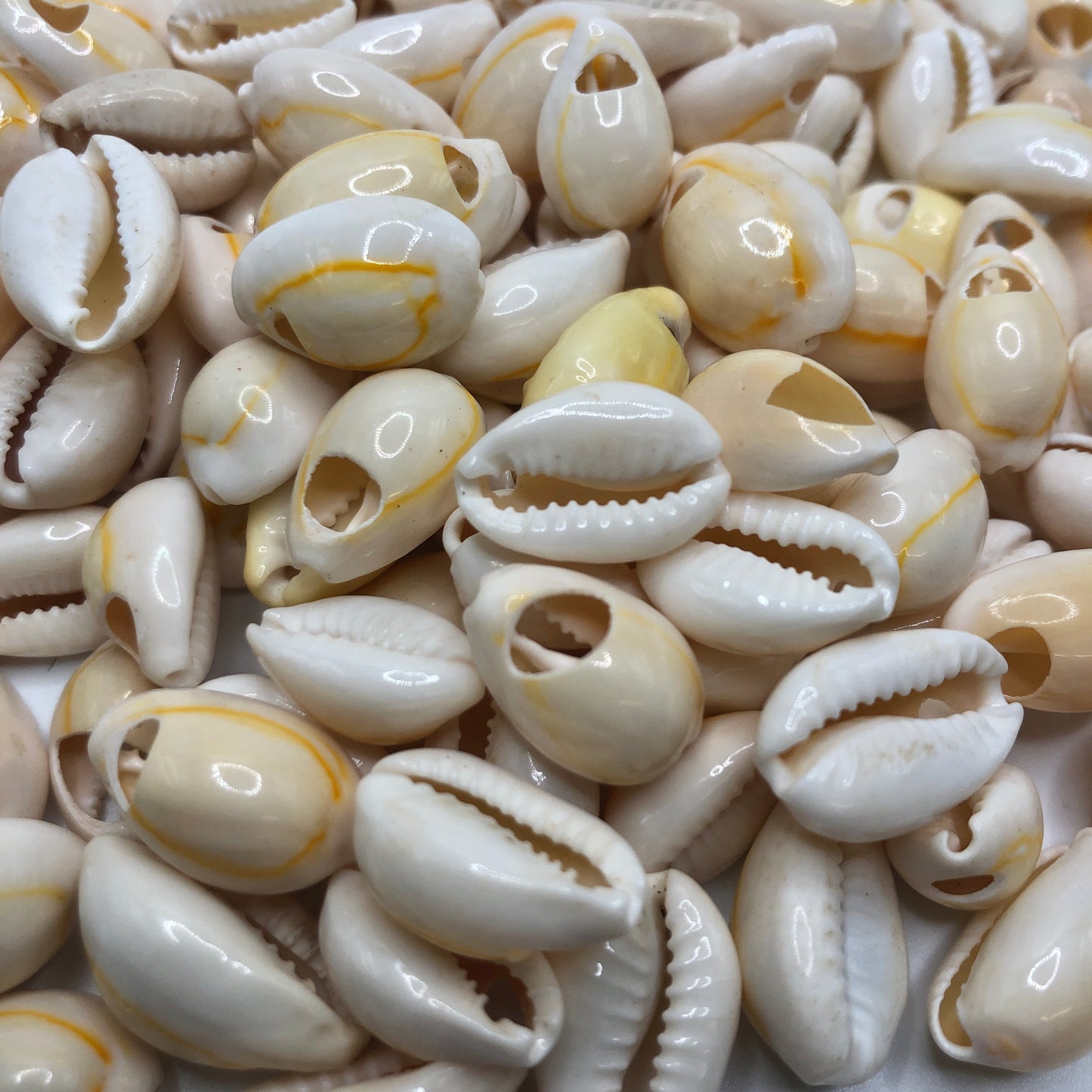 Cowrie Shells
