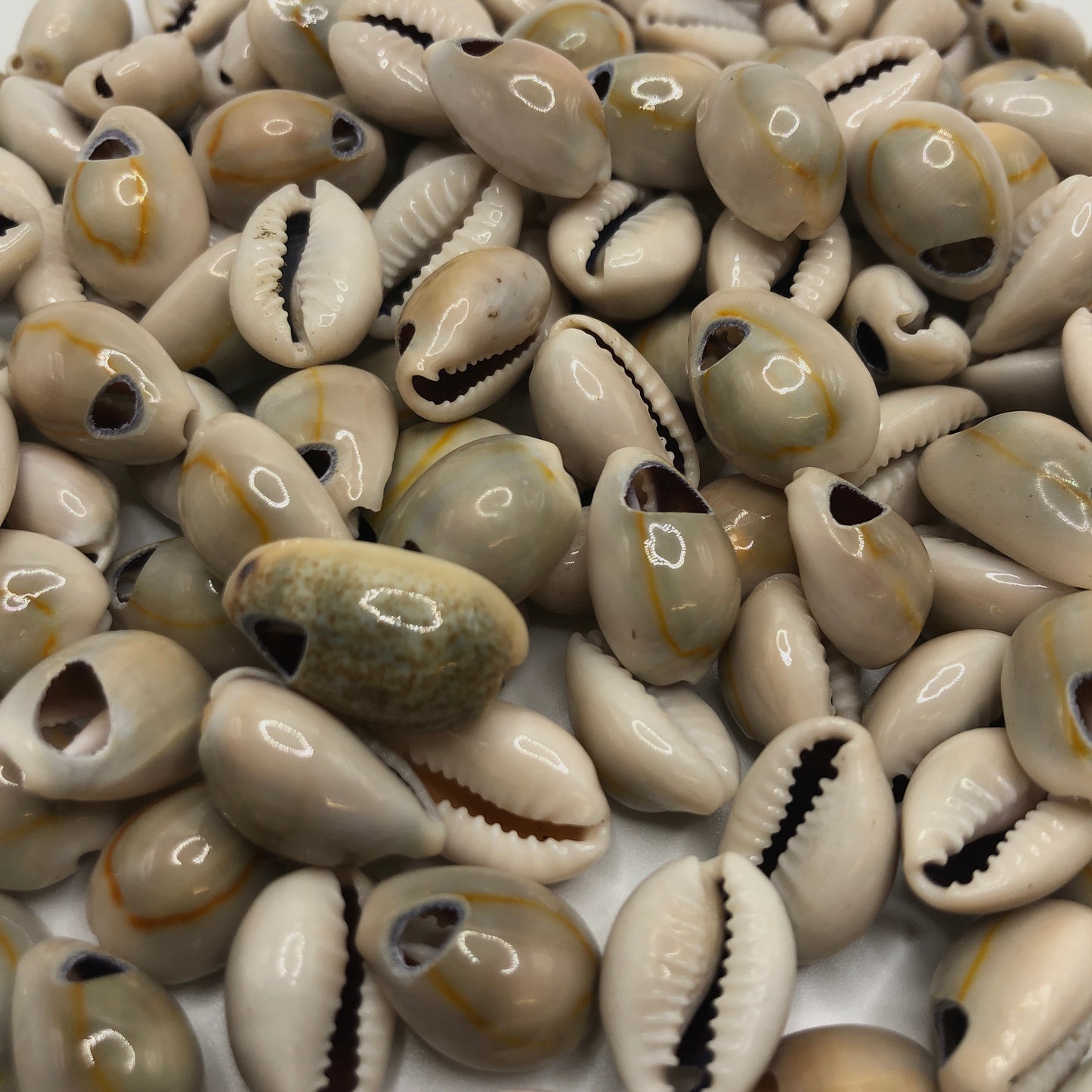 Cowrie Shells