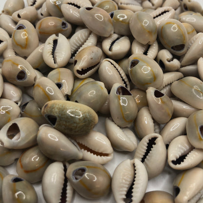 Cowrie Shells