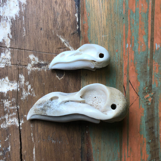 Antler Carvings, Crow Skull - Shakti