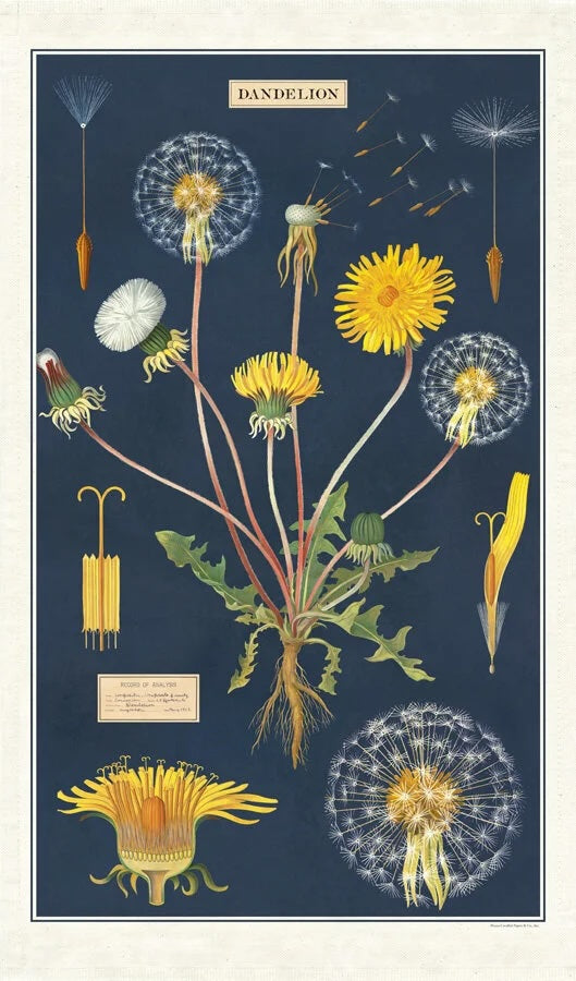 Vintage Tea Towel - Dandelion