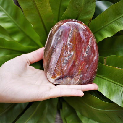 Petrified Wood Free Forms - Shakti