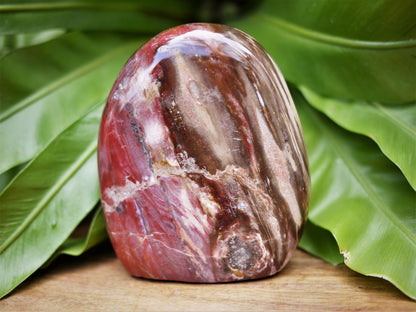 Petrified Wood Free Forms - Shakti