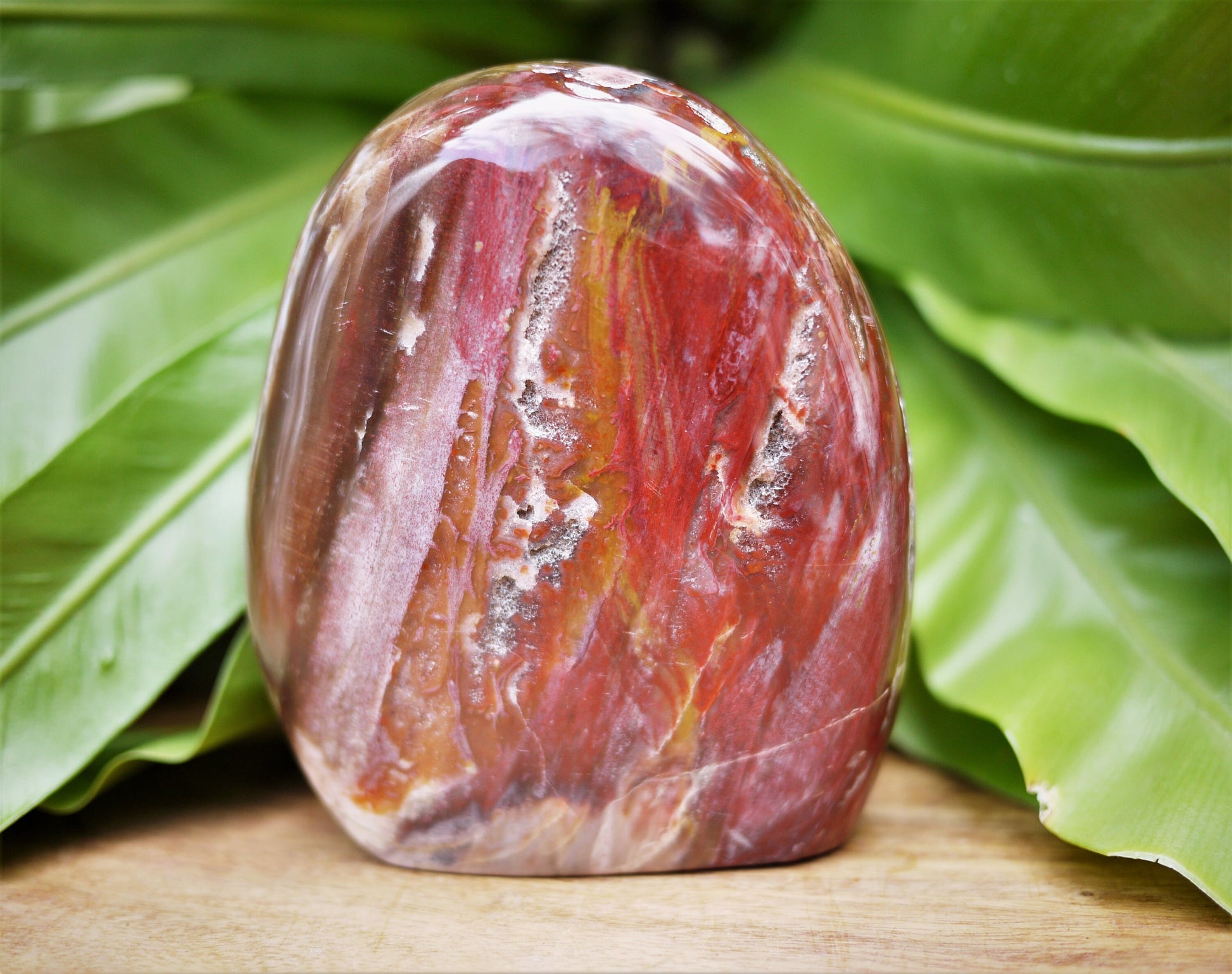 Petrified Wood Free Forms - Shakti