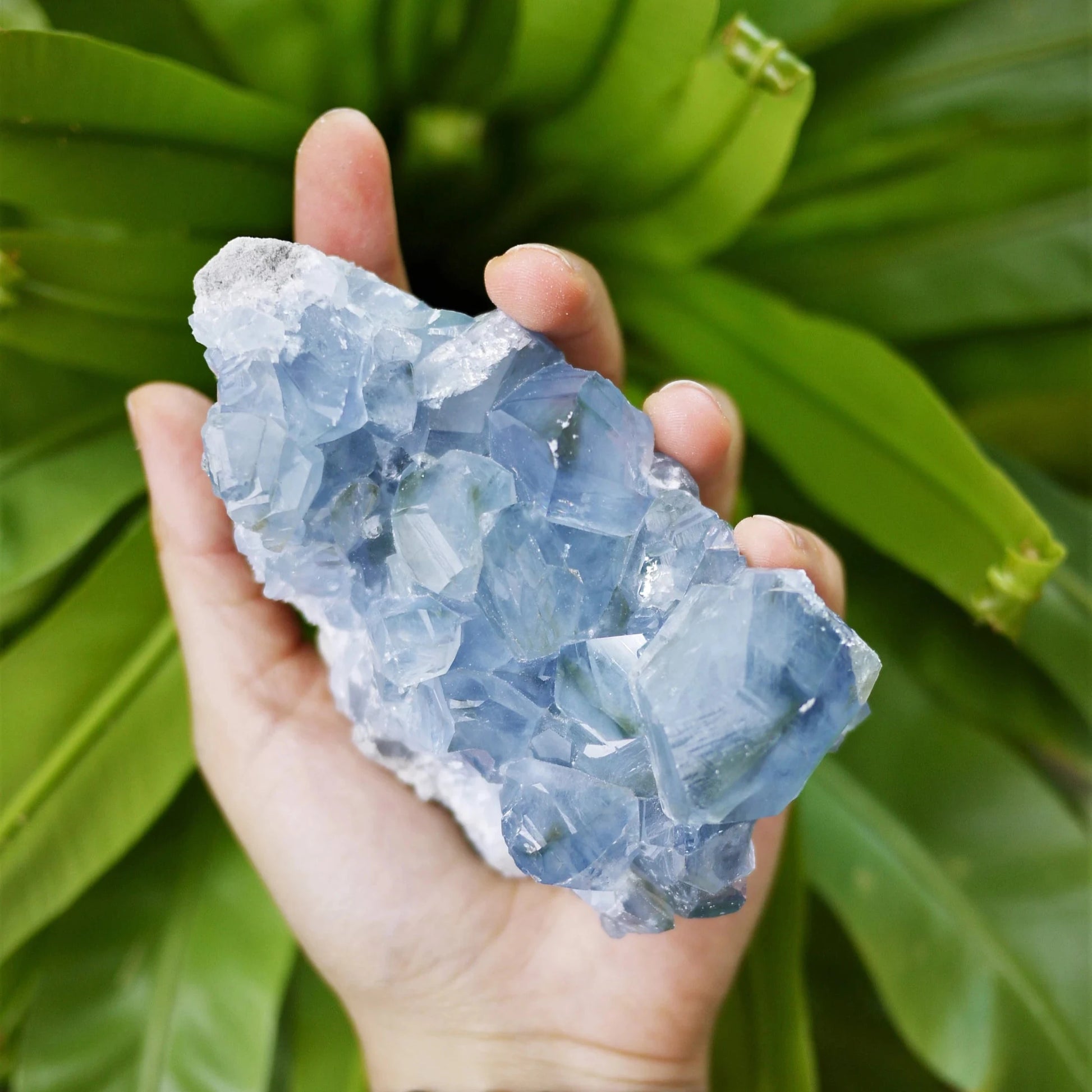 Celestite Rough Chunks - Shakti