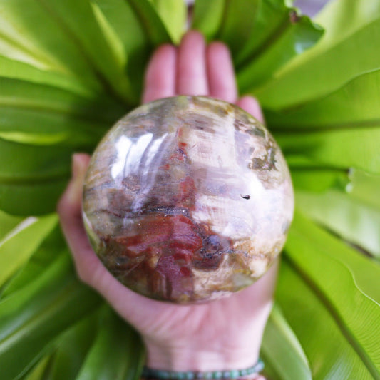 Petrified Wood Spheres - Shakti