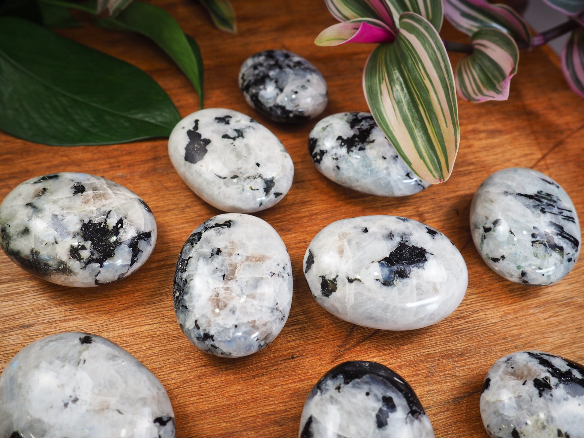 Rainbow Moonstone Palm Stones - Shakti