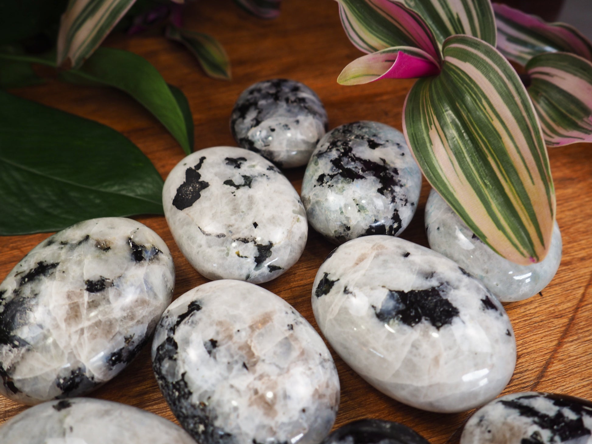 Rainbow Moonstone Palm Stones - Shakti